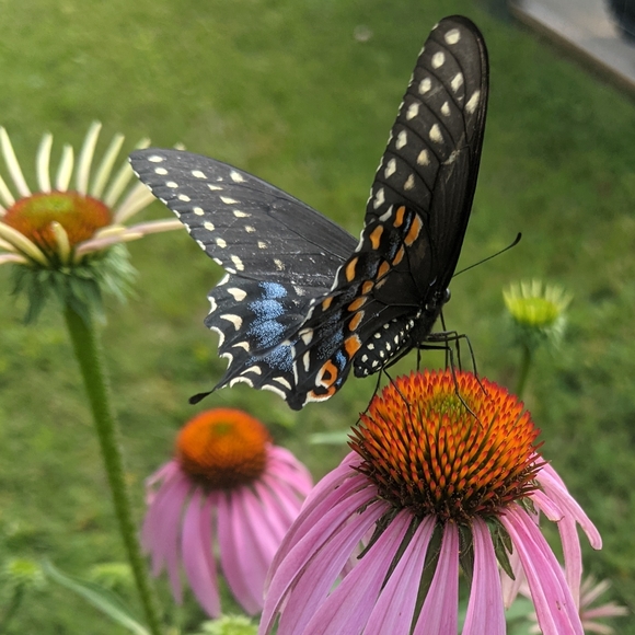 ♥️ - Picture 6 of 14